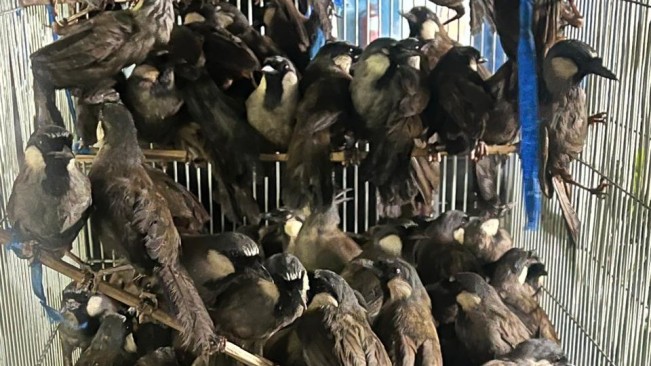 Burung yang diselundupkan dari Thailand berpotensi membawa penyakit. [Istimewa]